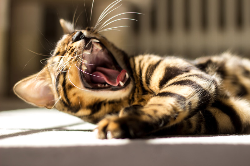 Domestic store cat teeth
